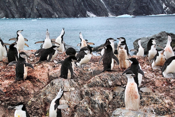 Day14_ElephIs_PtWild_5598 (1).jpg - Chinstrap Penguin rookery, Point Wild, Elephant Island, South Shetlands